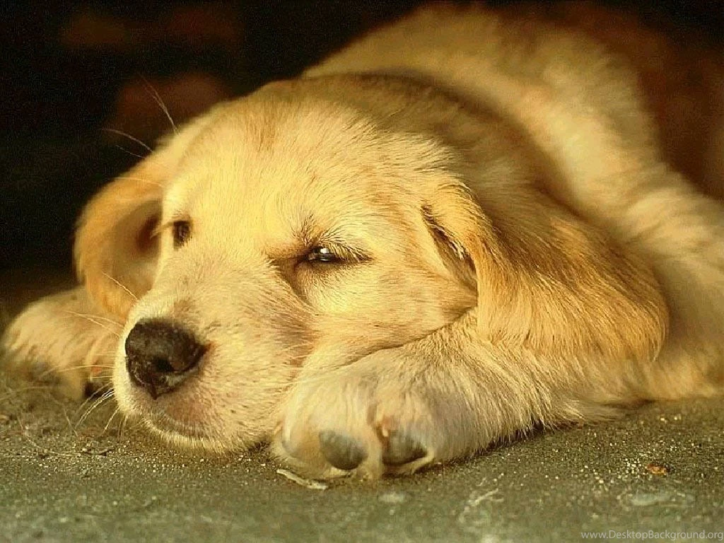 Pet Dog Pictures Wallpapers HD Base