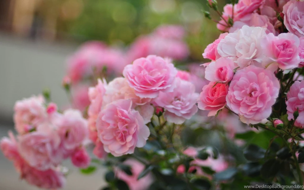 Love Pink Roses HD Wallpapers 14 － Flower Wallpapers   Free ...
