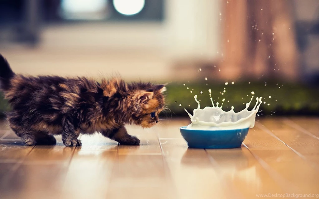Meng Pet Kitten Daisy Wallpapers 3 - Animal Wallpapers Free ...