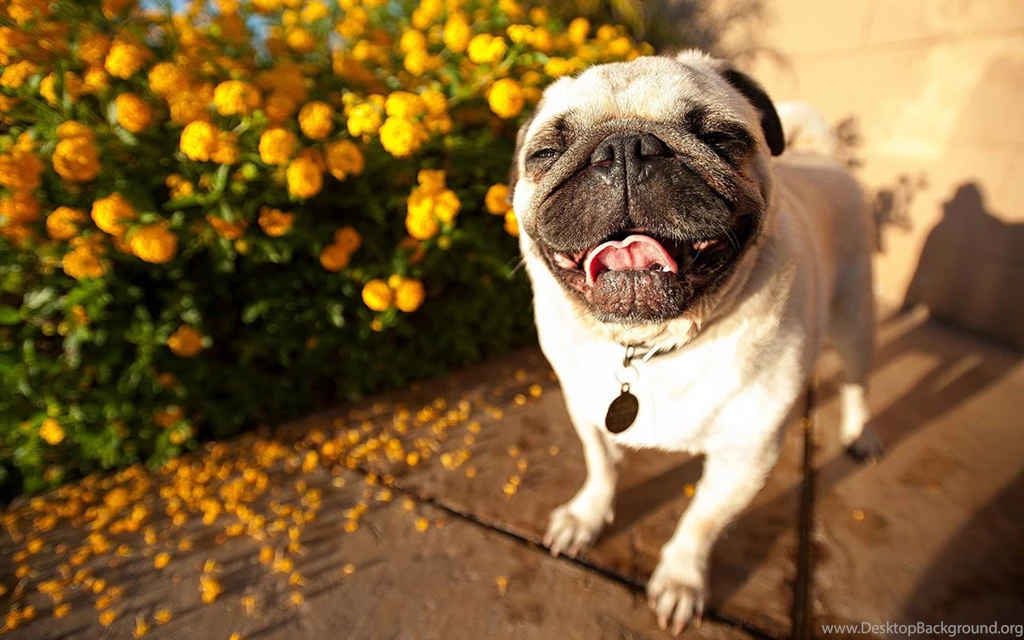 Pet Pug HD Desktop Wallpapers 5 - Animal Wallpapers Free ...