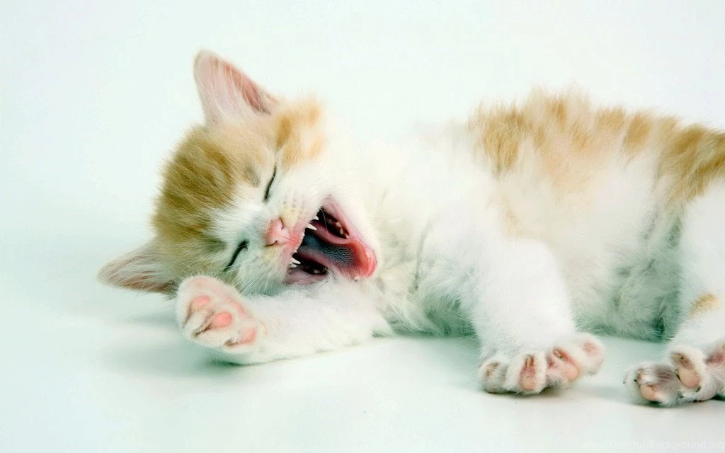 Sleeping Pet Cats HD Wallpapers 1920×1200