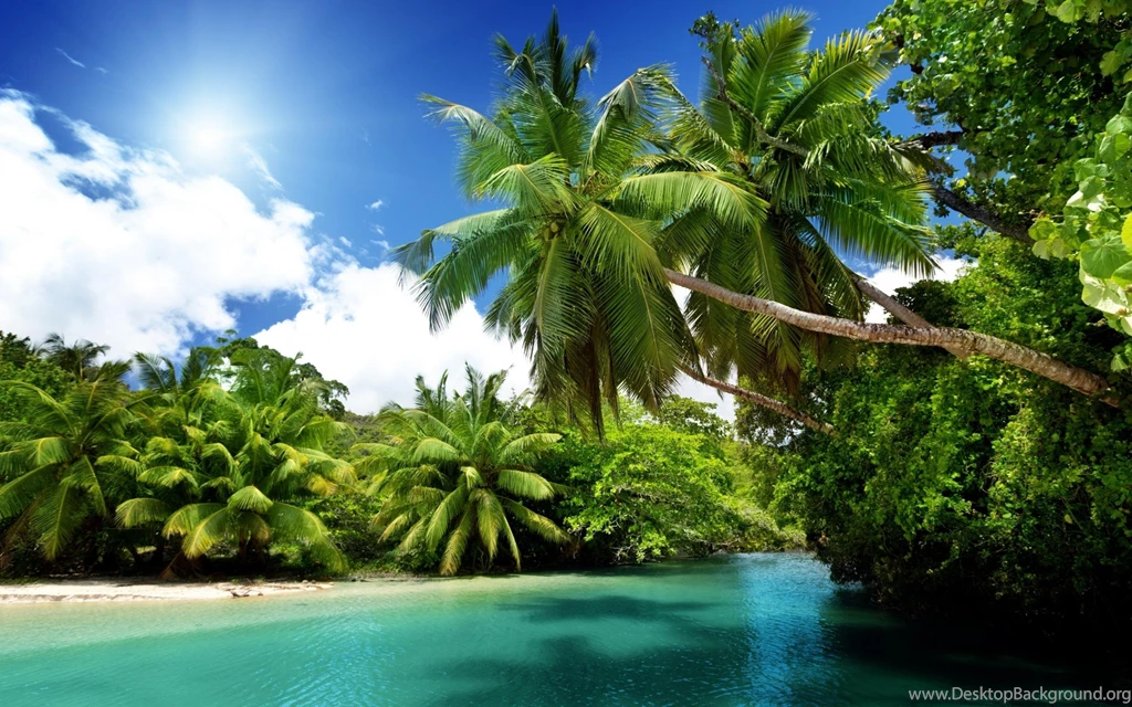Palm Tree, Exotic Island, Beach