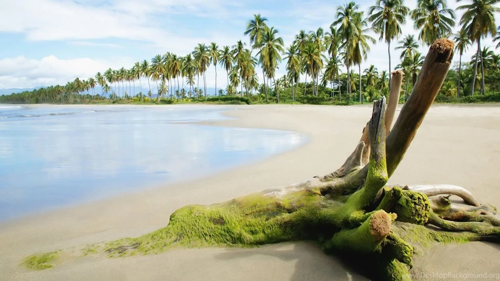 Nature: Exotic Beach, Picture Nr. 44035