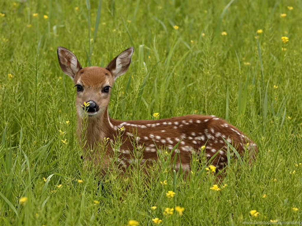 Animals Backgrounds, 331781 White Tailed Deer Wallpapers, By Paul ...