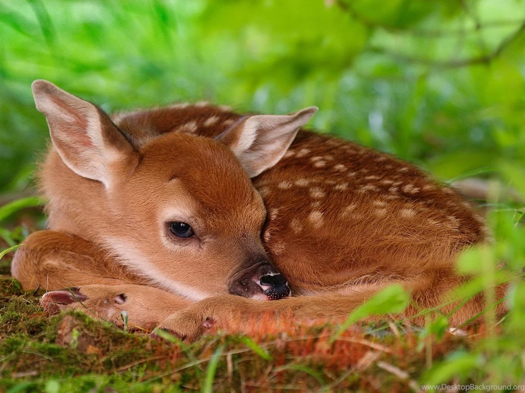 White tailed Deer Wallpapers, Desktop Wallpapers » GoodWP.com