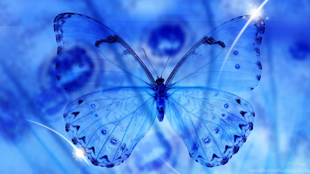 Blue Butterfly, 1920x1080 HD Wallpapers And FREE Stock Photo