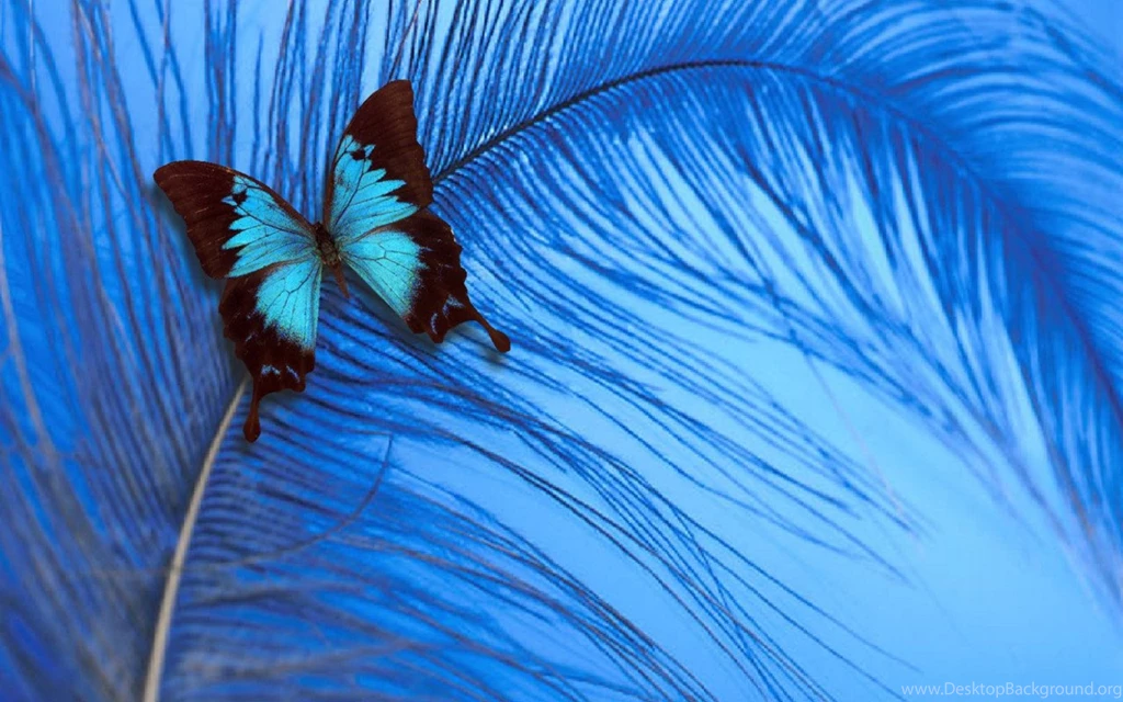 Butterfly On Pinterest