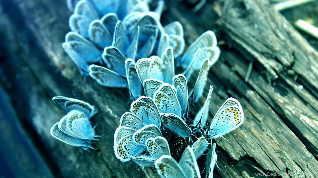 Blue Butterfly Wallpapers HD