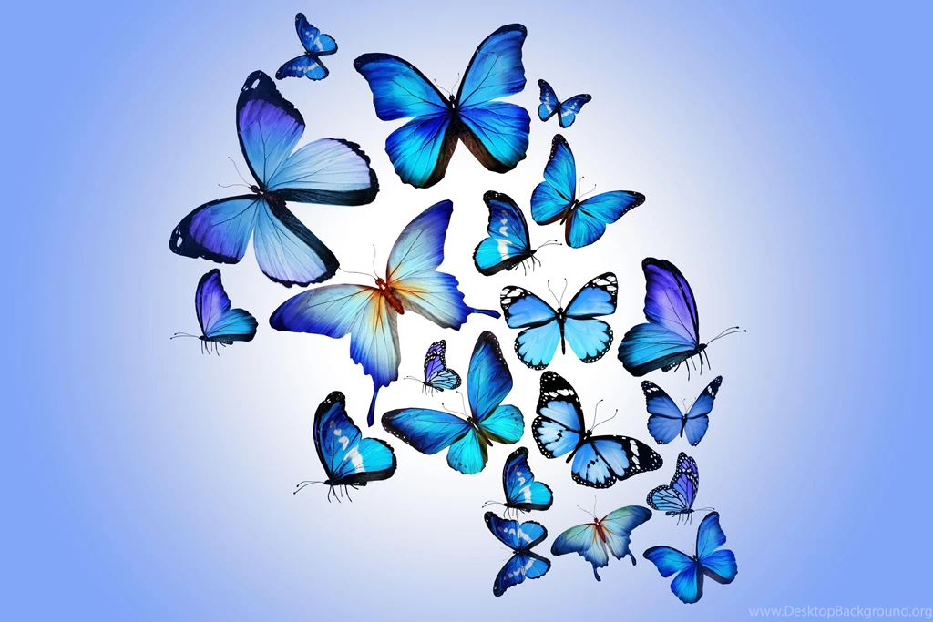 Beautiful Blue Butterfly Wallpaper_other_health Questions,pictures ...