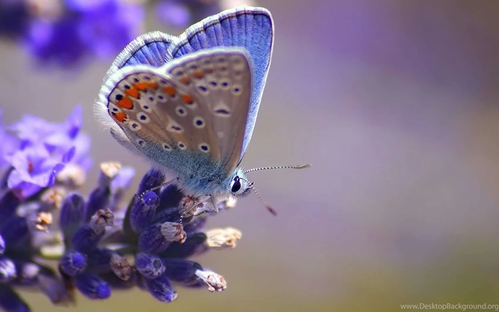 Blue Butterfly Wallpapers Wallpapers At GetHDPic.com