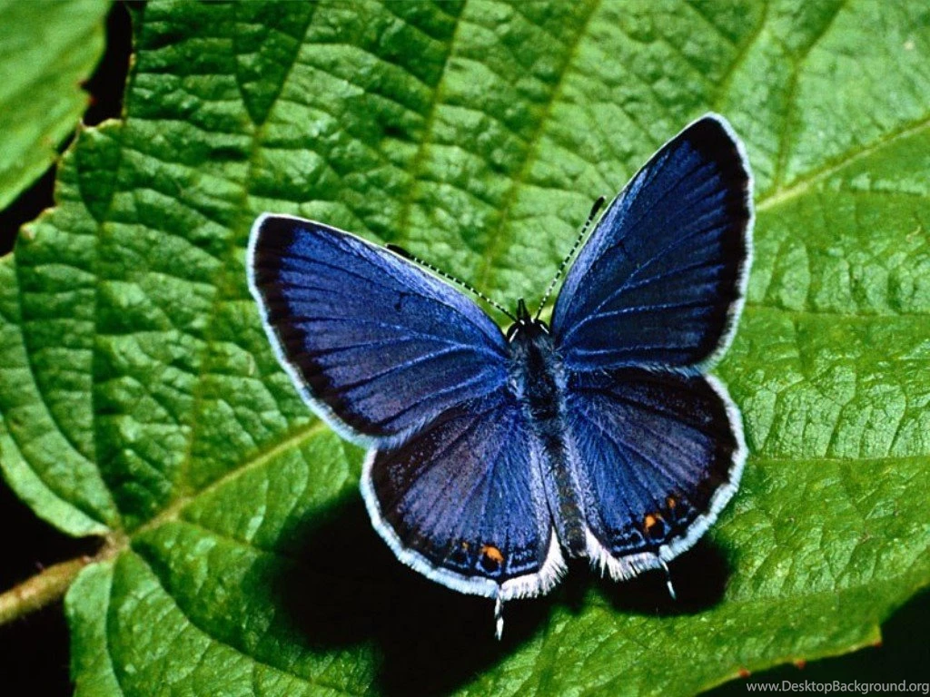 Blue Butterfly Wallpapers Hd Wallpapers