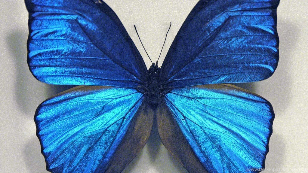 Blue Butterfly Wallpapers By MichelLalonde On DeviantArt