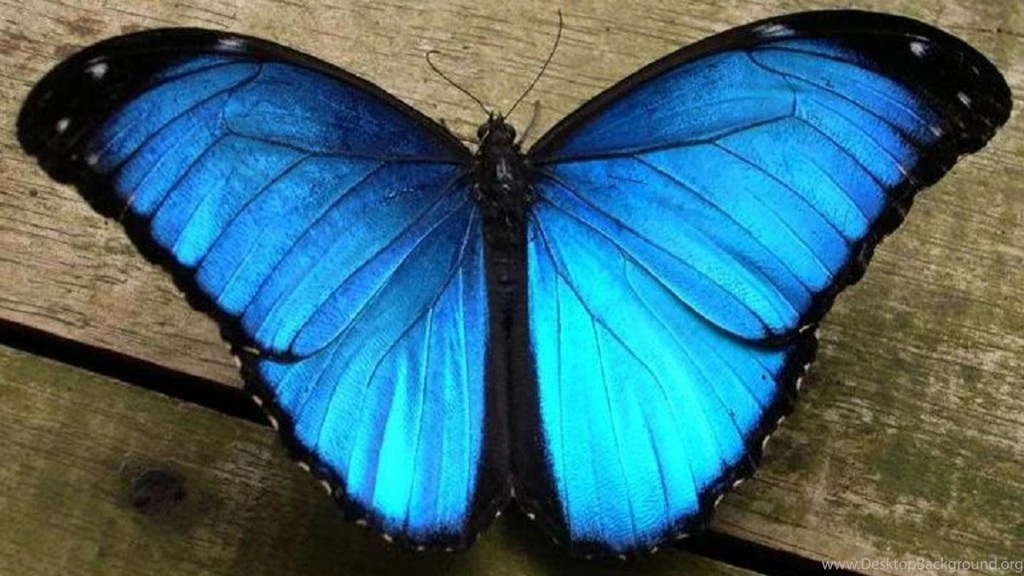 Beautiful Blue Butterfly Wallpapers (