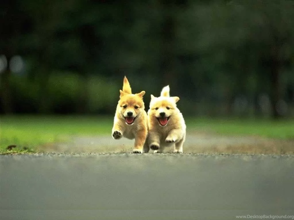 Cute Puppy Wallpapers For Desktop, Mobile Backgrounds