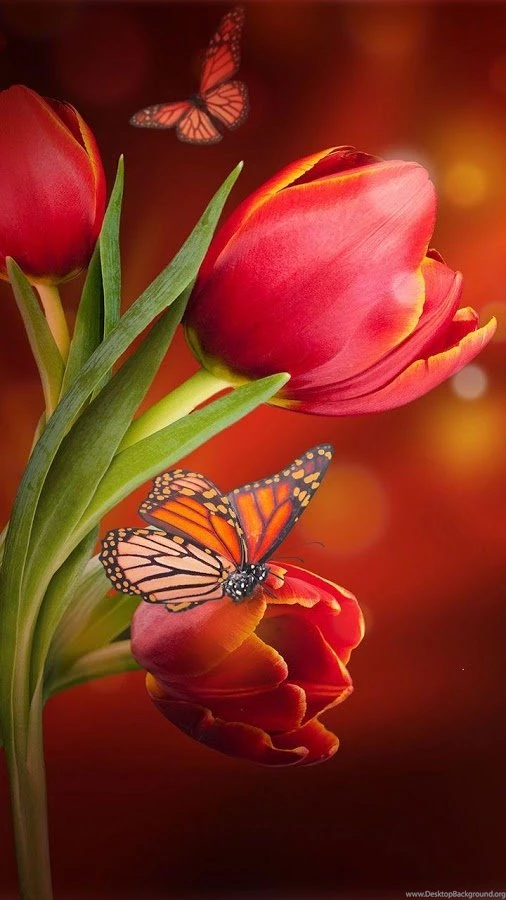 Flowers Live Wallpapers Android Apps On Google Play