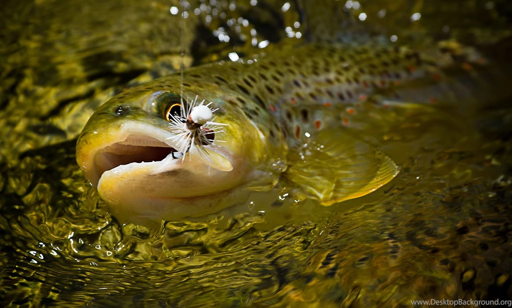 Fishing Backgrounds Desktop