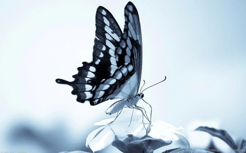 Blue Butterfly 1920x1200 Wallpapers – Animals Butterflies HD ...