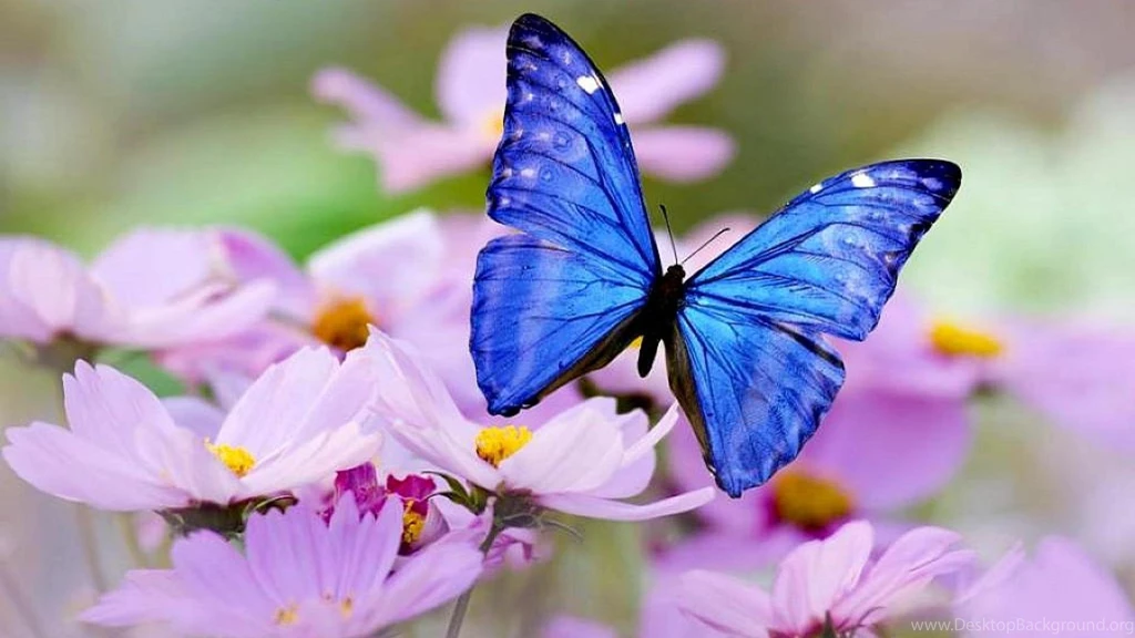 Blue Butterfly Wallpapers (