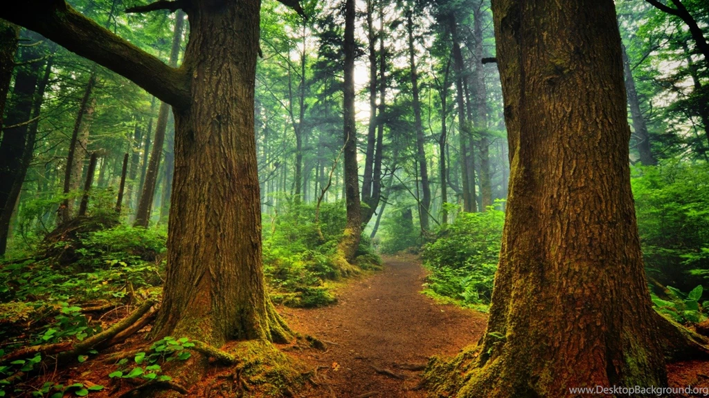 Forest Landscape Wallpapers HD Desktop 16866   Amazing Wallpaperz