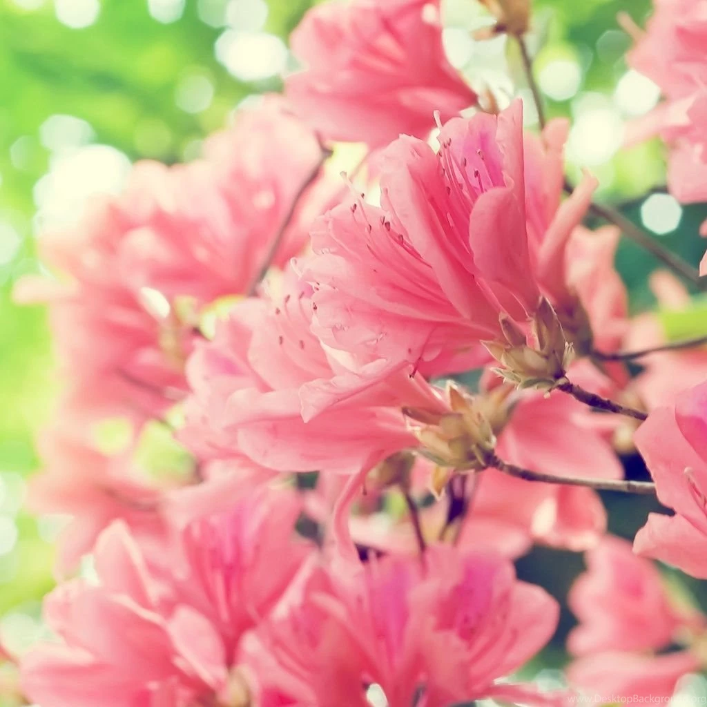 1024x1024 Mobile Phone Wallpapers Download   101   1024x1024 ...