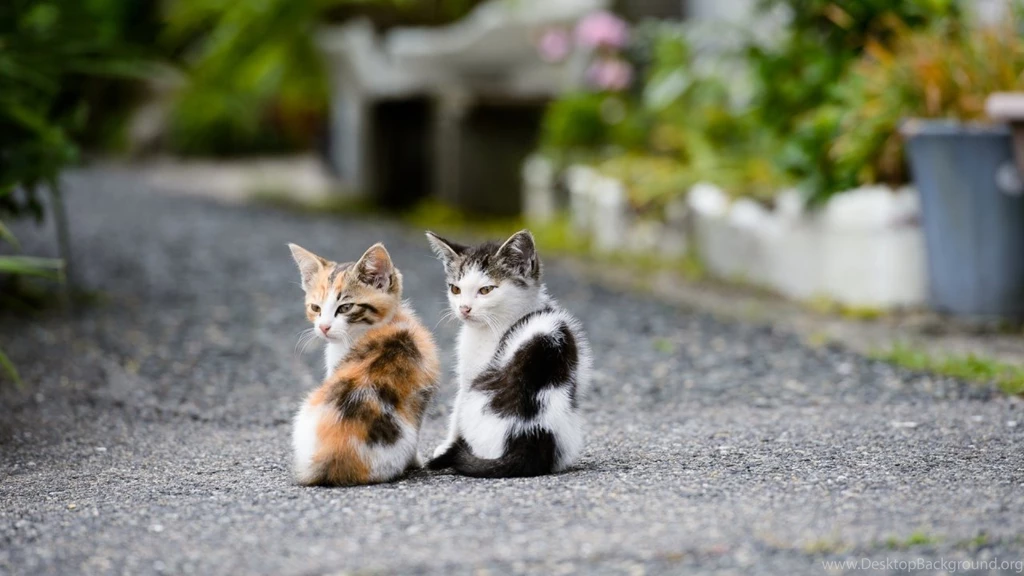 40 Adorable Pictures Of Cute Kitties