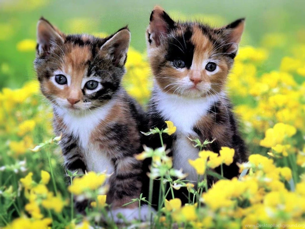 Kittens Seourpicz