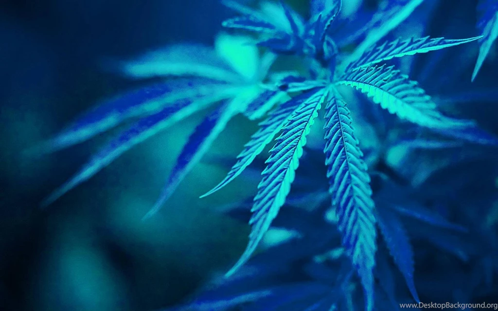 Marijuana Wallpapers [4]   (