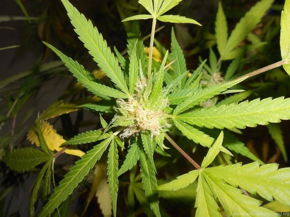 Medical Marijuana Wallpapers Android Apps On Google Play