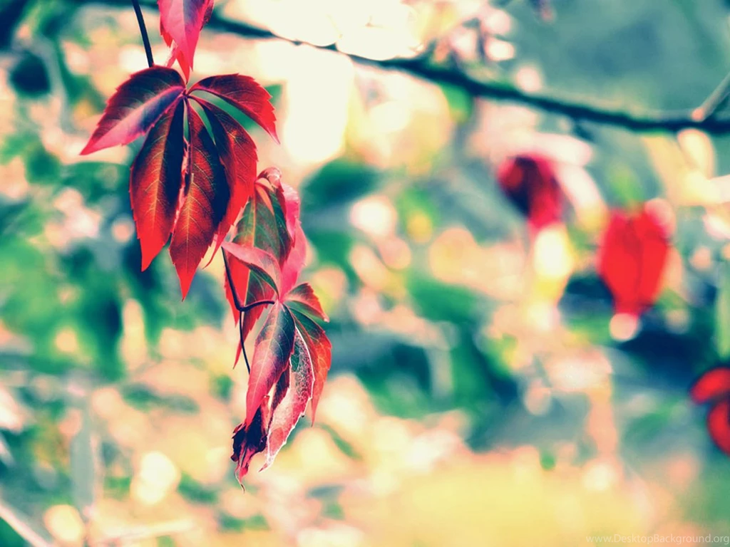 A Place For Free HD Wallpapers