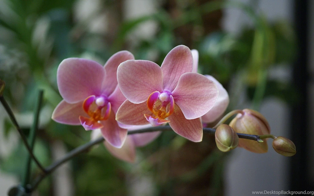 Background, Wallpaper, Orchid, Phalaenopsis, Cool, Hybrid ...