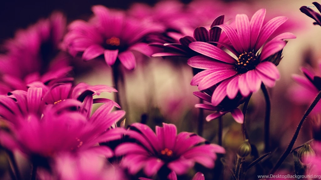 Wallpapers Godfather Fb Covers Flowers Fond Ecran Hd 2560x1440 ...