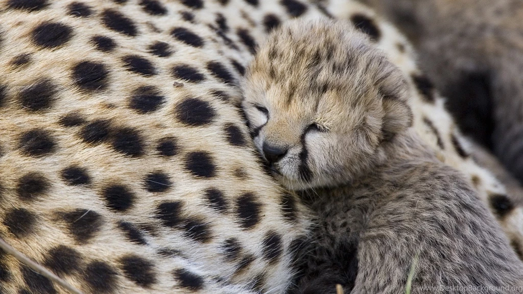 Cute Baby Cheetah Wallpapers