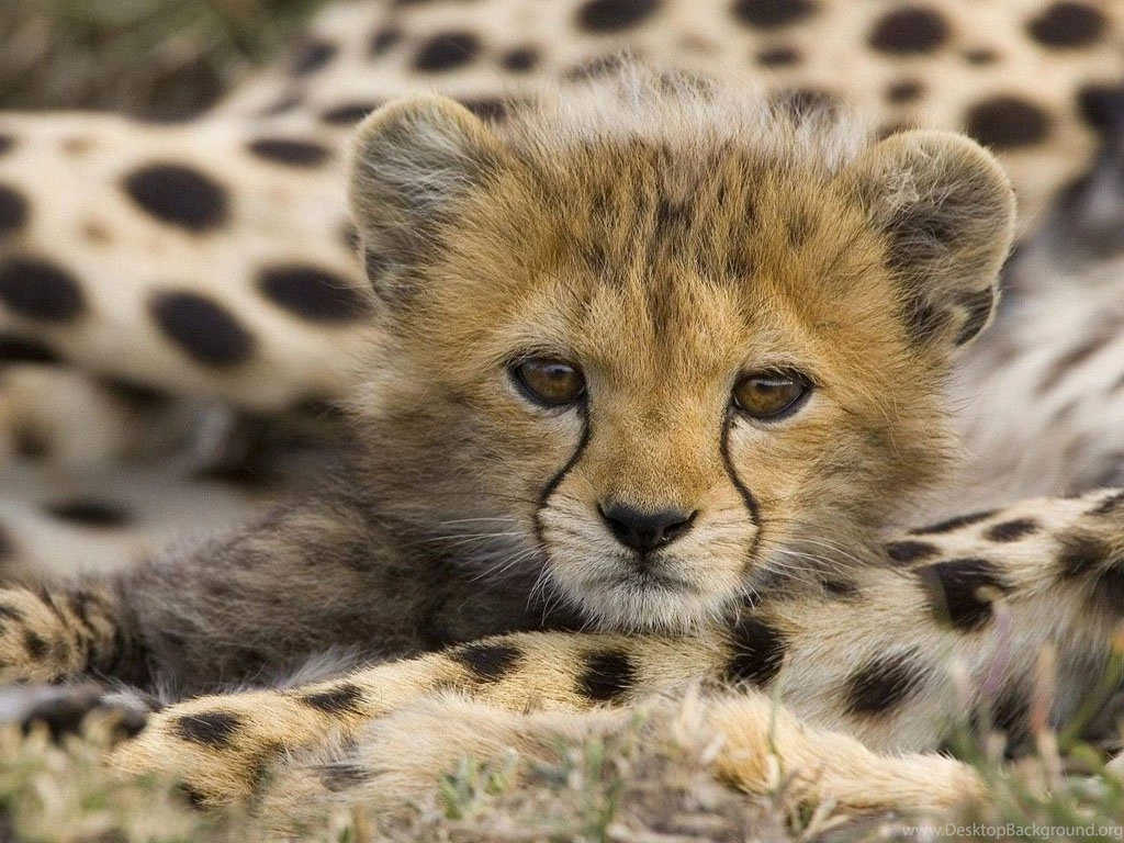 Cute Baby Cheetah Wallpapers