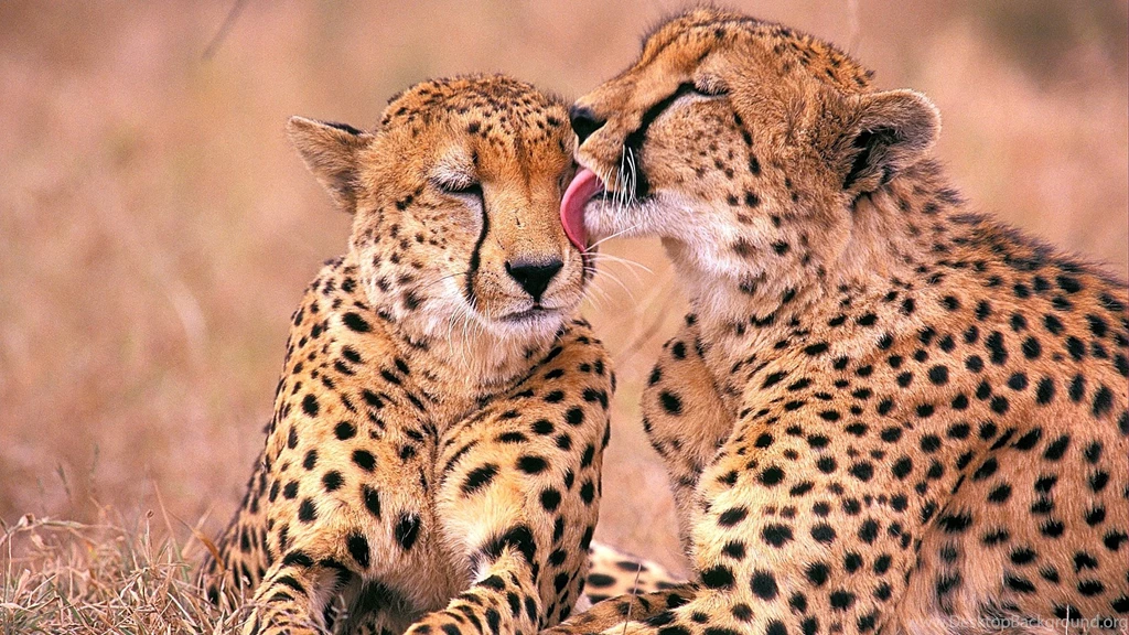 Download 1920x1080 HD Wallpapers Cheetah Couple Cute Predator ...