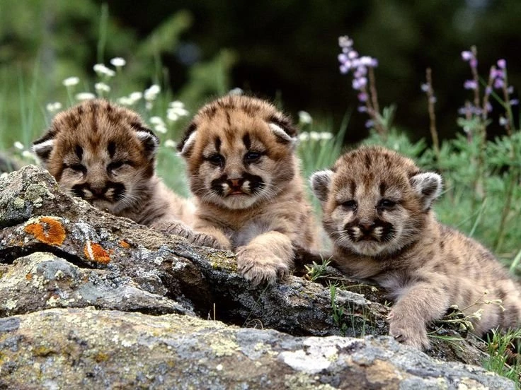 Baby Cheetah Cubs Wallpaper.
