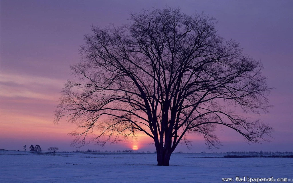 A Big Tree With Dusk Snow Scenery - Landscape Wallpapers Free ...