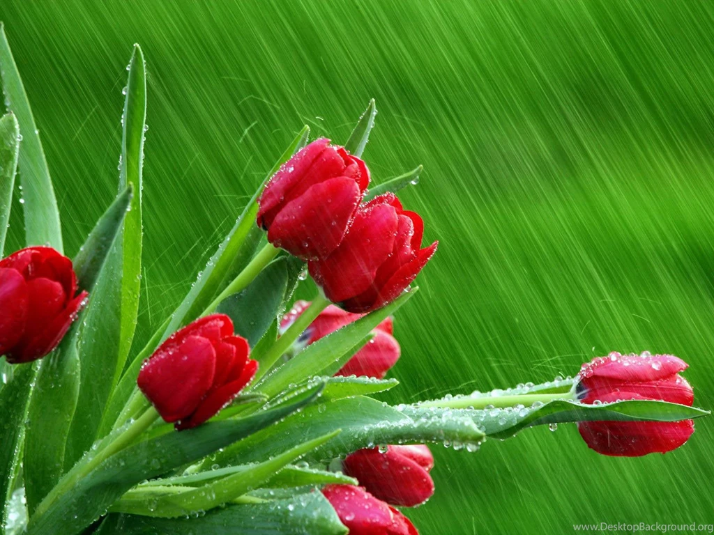 Free Scenery Wallpapers – Includes Rose Buds, A Typical Scene ...