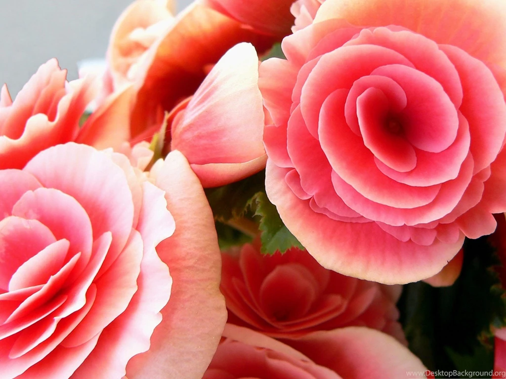 Blooming Flowers Wallpaper, Pink And Big Flowers, Romantic And ...