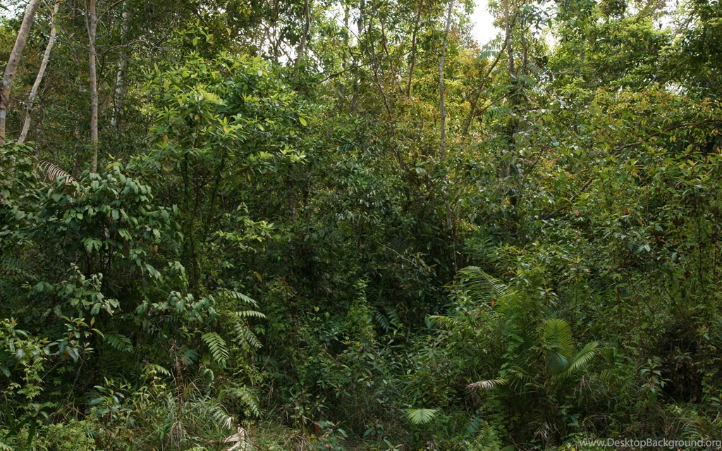 Jungle, Widescreen, Wallpaper, Scenery (