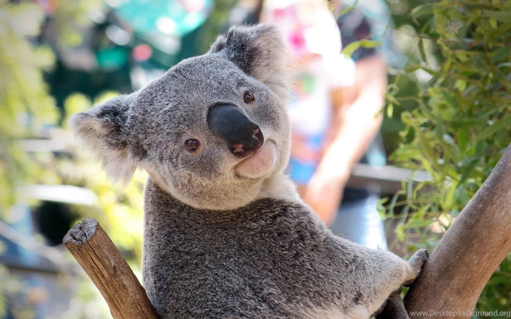 10+ Best HD Koala Wallpapers