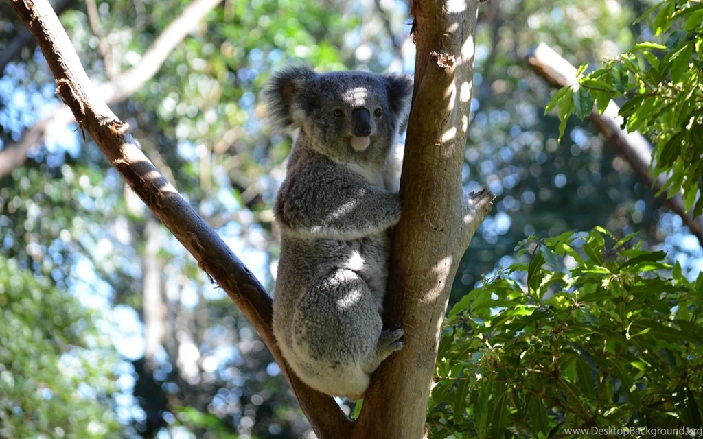 10+ Best HD Koala Wallpapers