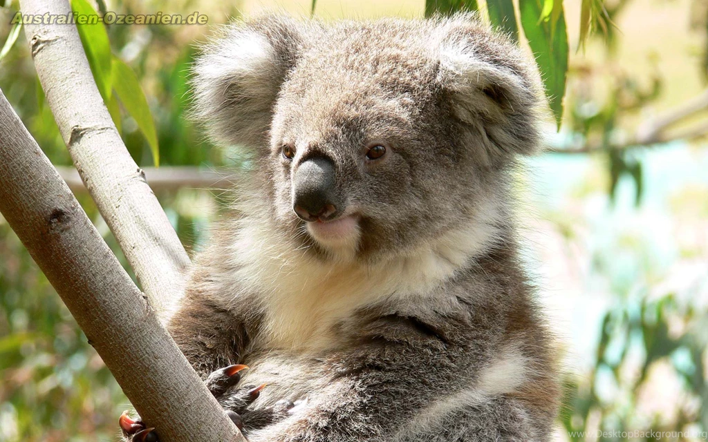 Fonds D'écran Koala : Tous Les Wallpapers Koala