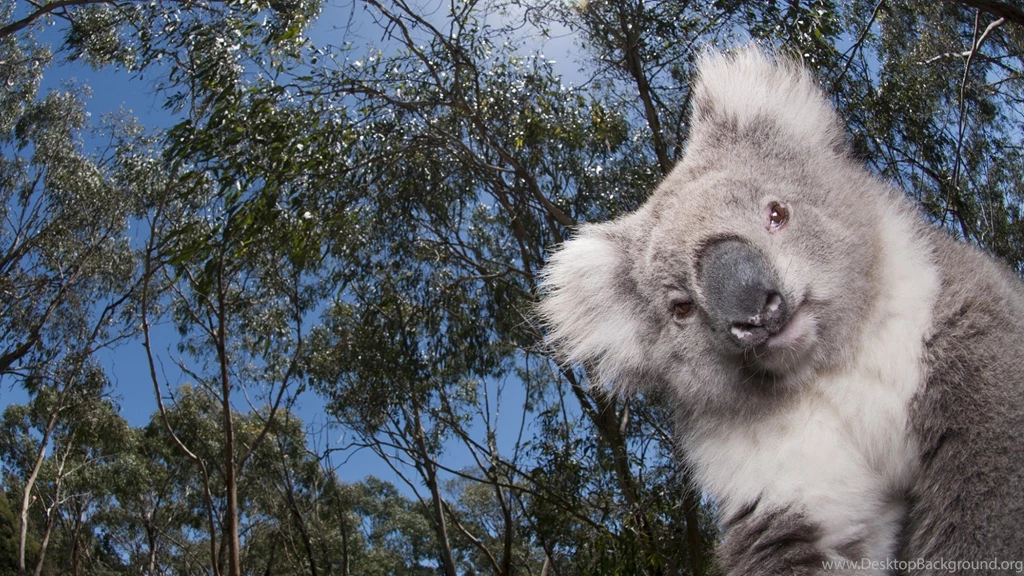 Wallpapers For Koala › Resolution 1920x1080