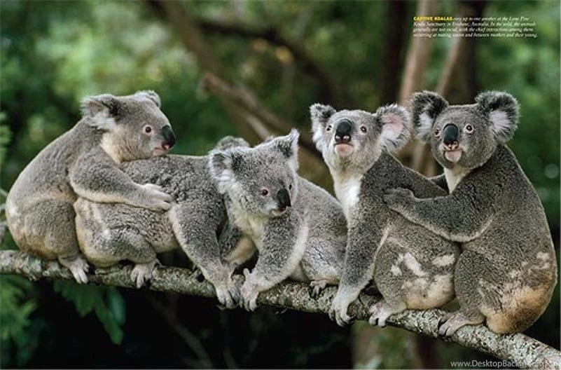 Koala Wallpapers   Wallpapers Zone
