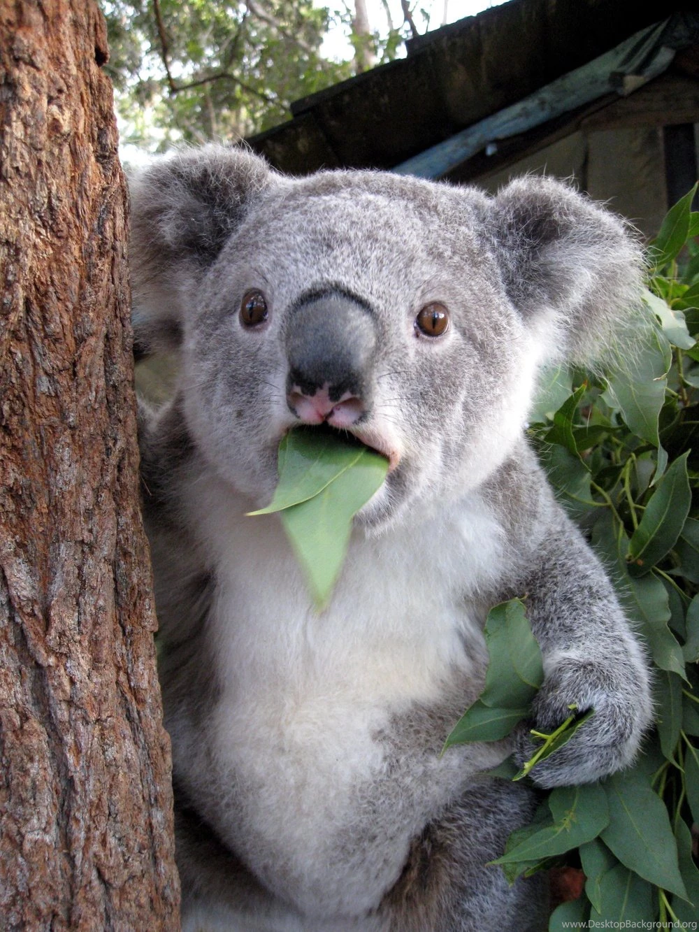 14 Quality Koala Wallpapers, Animals