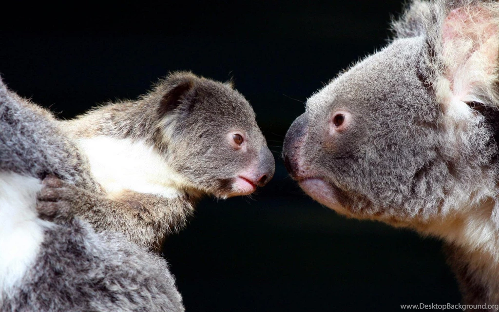 Wallpapers For Koala › Resolution 1920x1080