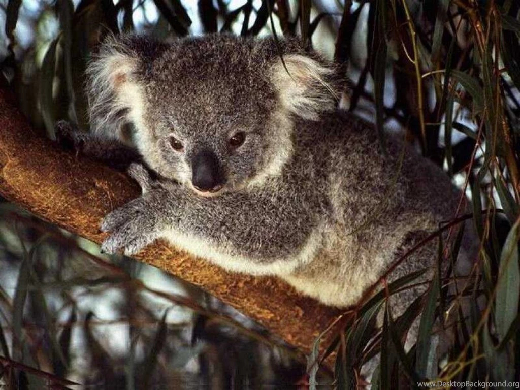 Koala Wallpapers Pets Cute And Docile
