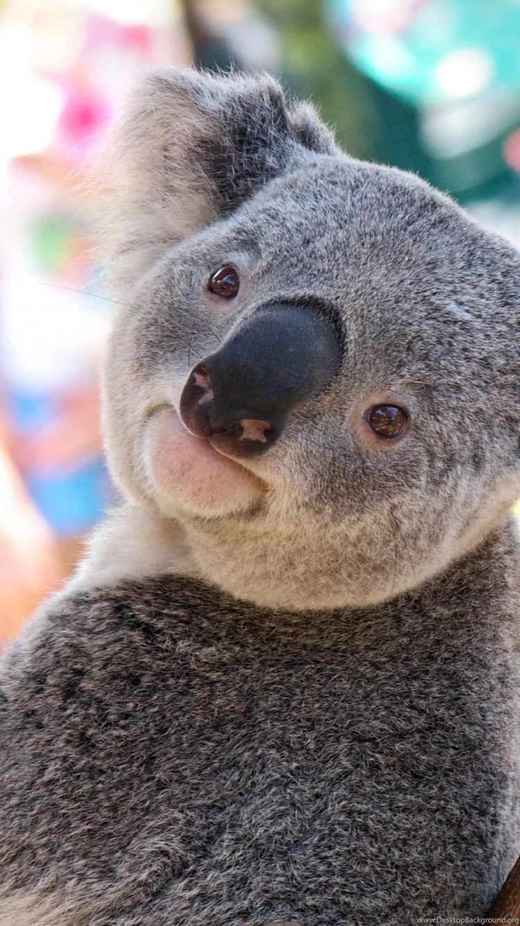 iPhone 6 Koala Wallpapers HD, Desktop Backgrounds 750x1334