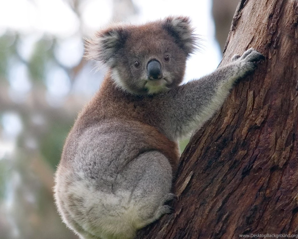 Koala Wallpapers HD