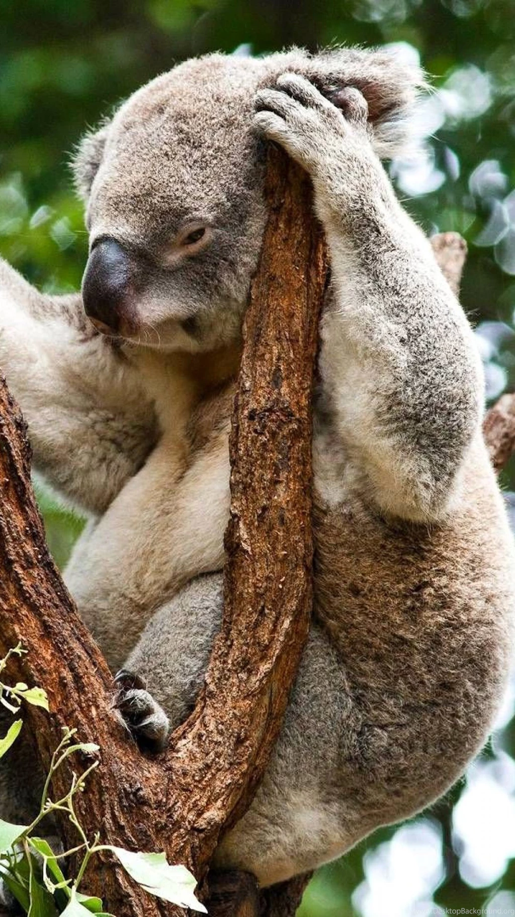 Sony Xperia Z1, ZL, Z, Samsung Galaxy S4, HTC One Koala Wallpapers ...